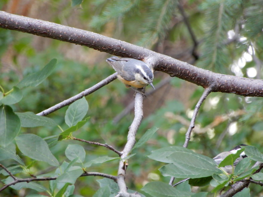 Backyard Birds