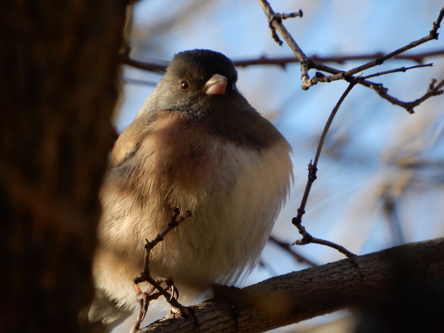 Backyard Birds