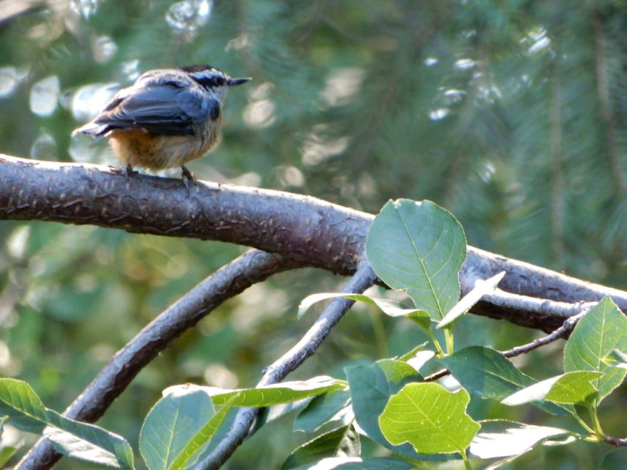Backyard Birds