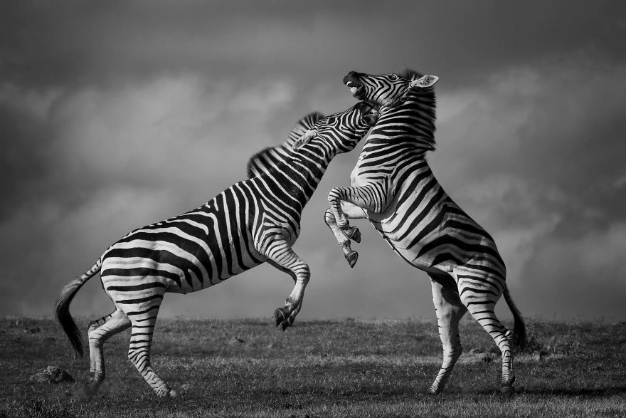 Zebra Dance, Addo, South Africa