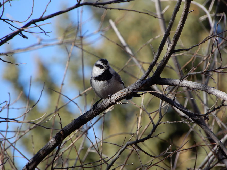 Backyard Birds