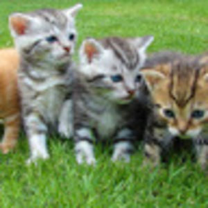 cuteanimals