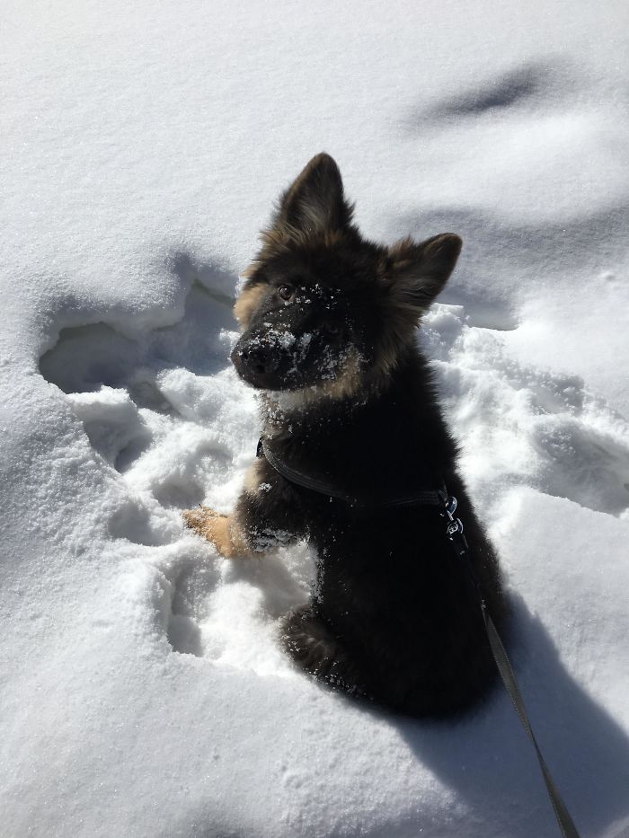 This Is Orien And He Loves The Snow