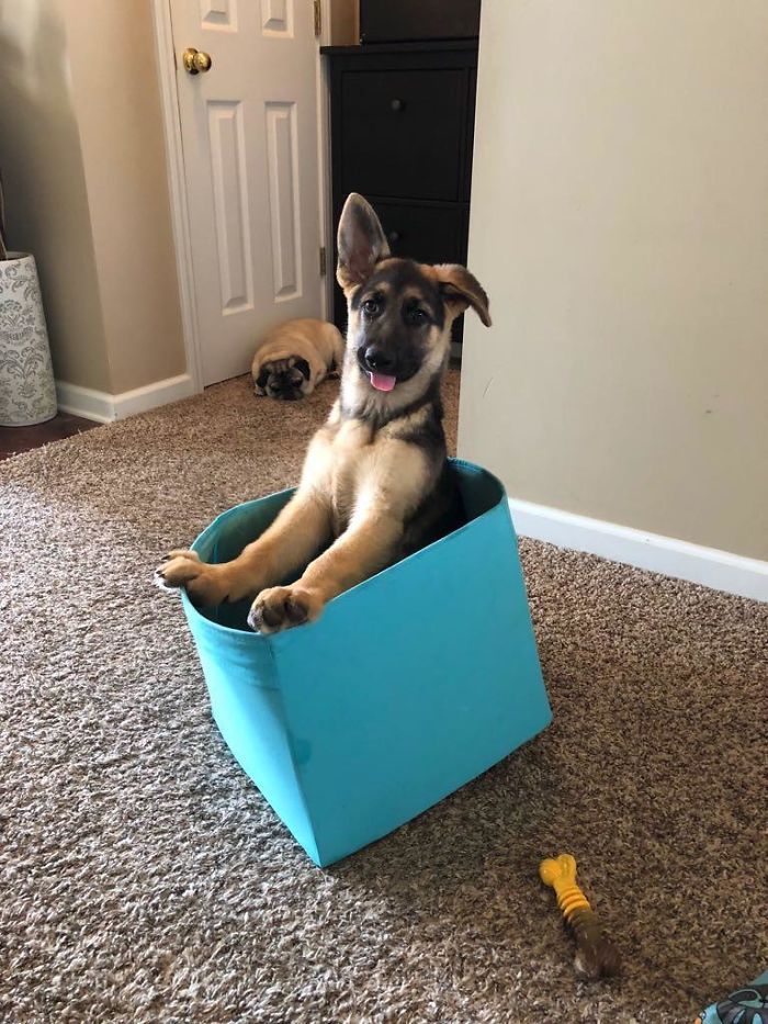 My New German Shepherd Is A Little Goofier Than Expected