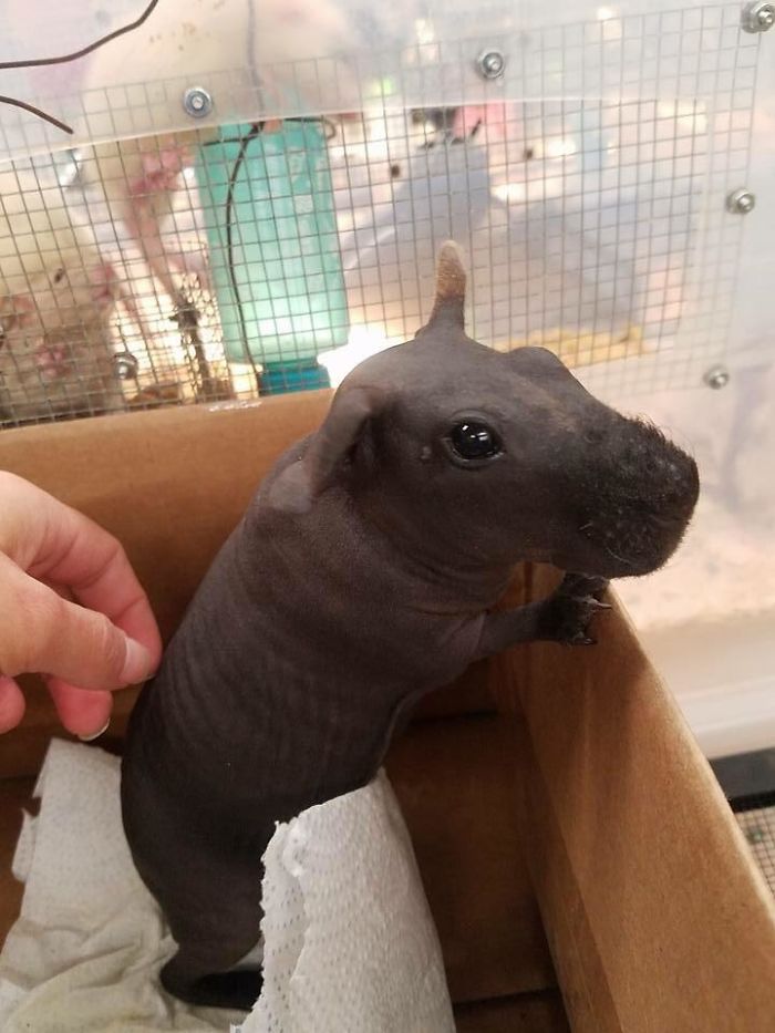 Encountered A Hairless Guinea Pig That Looks Like A Baby Hippo
