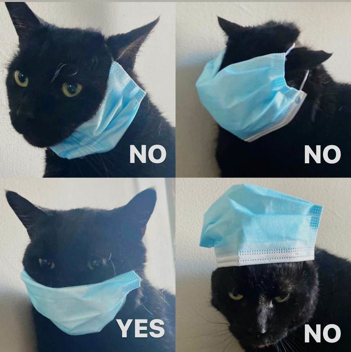 How To Put Mask On Cat