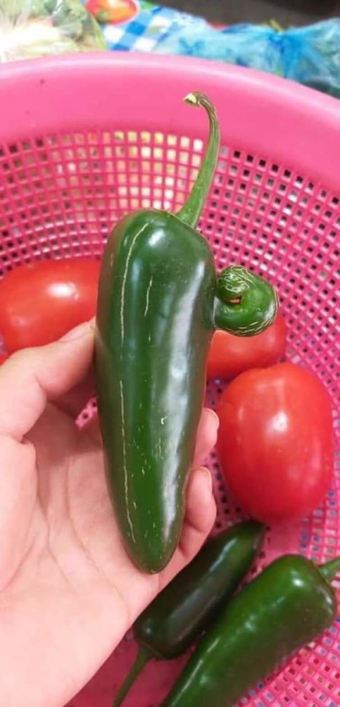 This Jalapeno Has Been Training Really Hard