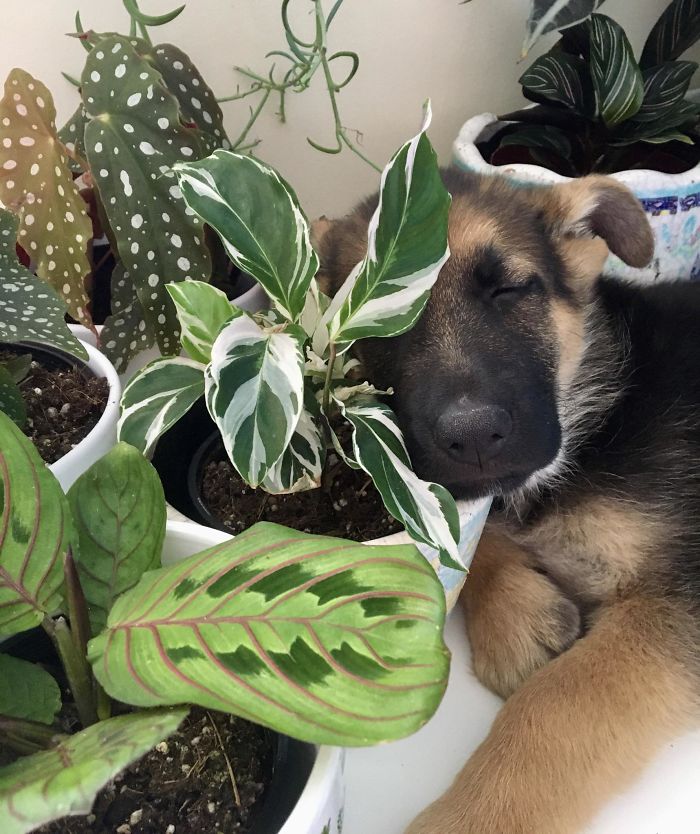 My Friend’s German Shepherd Puppy Sleeping On My House Plants