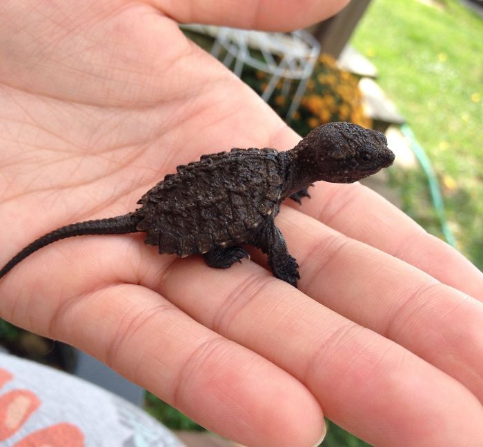 Baby Snapping Turtles Look Just Like Little Dinosaurs
