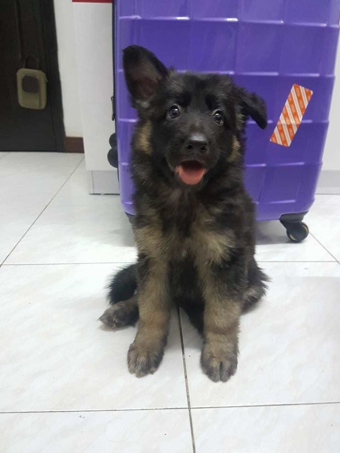 This Is My Friend's Baby German Shepherd. Her Ear Just Popped Up And Guess Who Is Happy About It