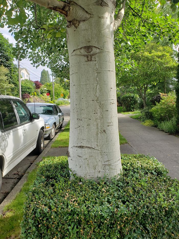 This Birch Tree In My Neighborhood Looks Like An Annoyed Cyclops