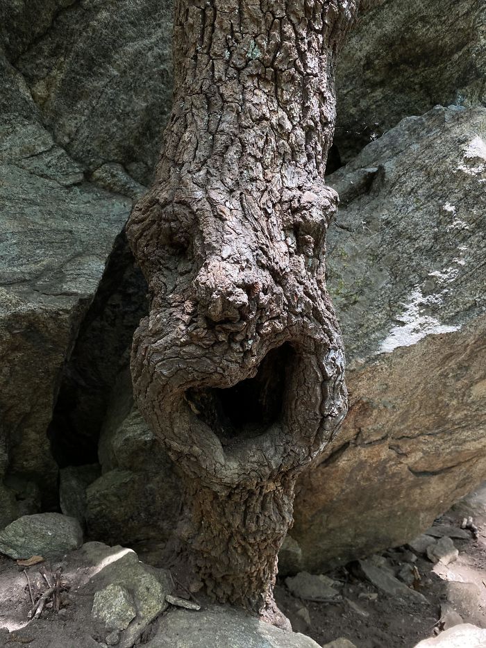 The Face In This Tree