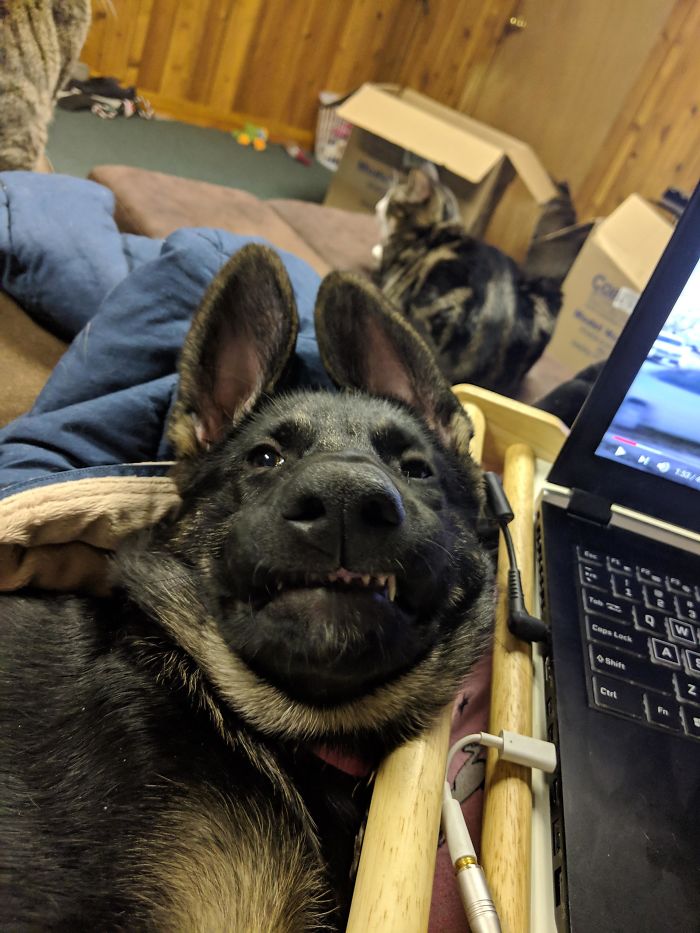 Me: "German Shepherds Are The Most Beautiful, Majestic Dog Breed". Tempest: