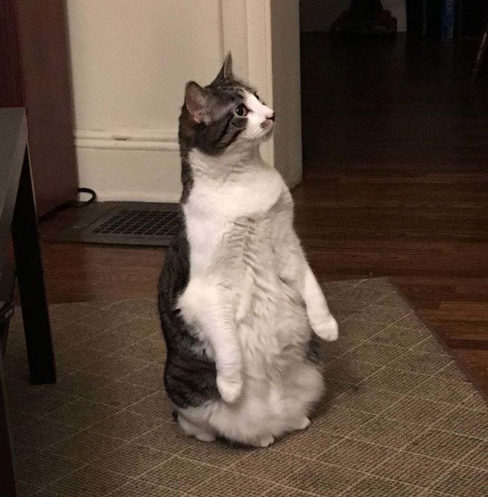 Cats-Standing-Like-Penguins