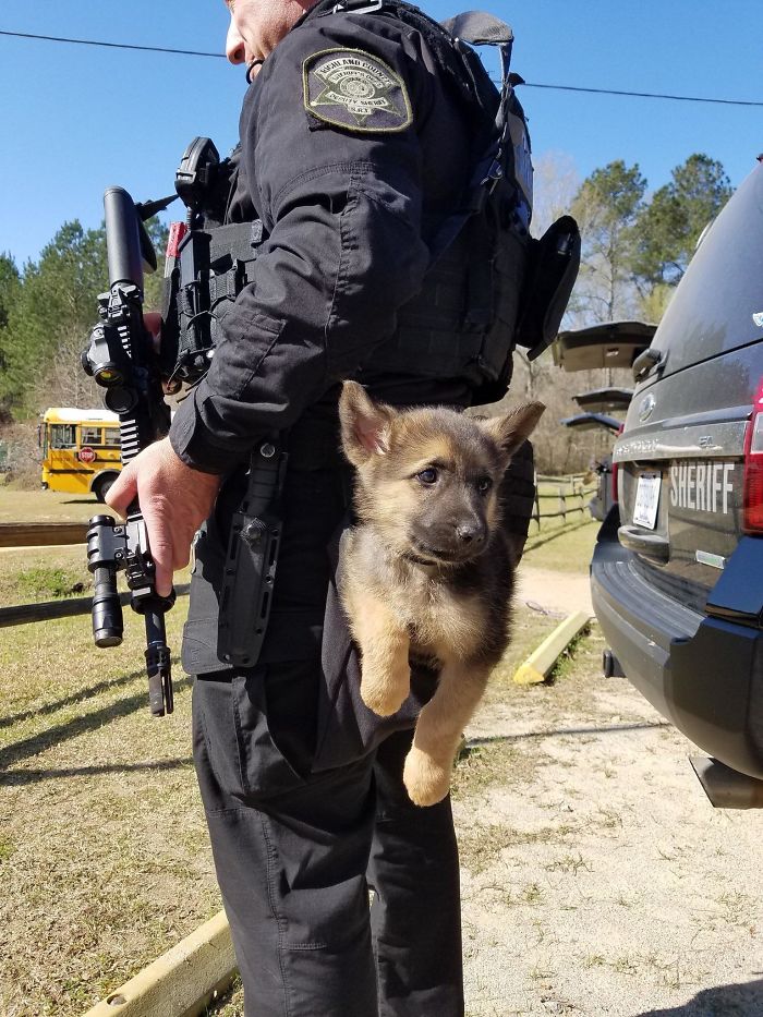 Police Puppy