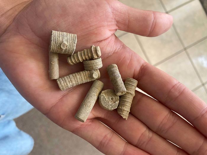What Kinds Of Fossils Are These? Found In The 60s On A Farm In Texas