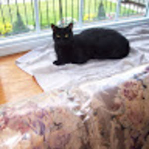 magalismorales-guzman avatar