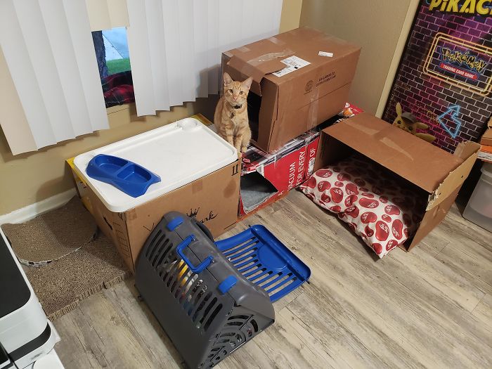We Don't Have Enough Money For A Cat Tree, So My Boyfriend Made Him A Box Fort.