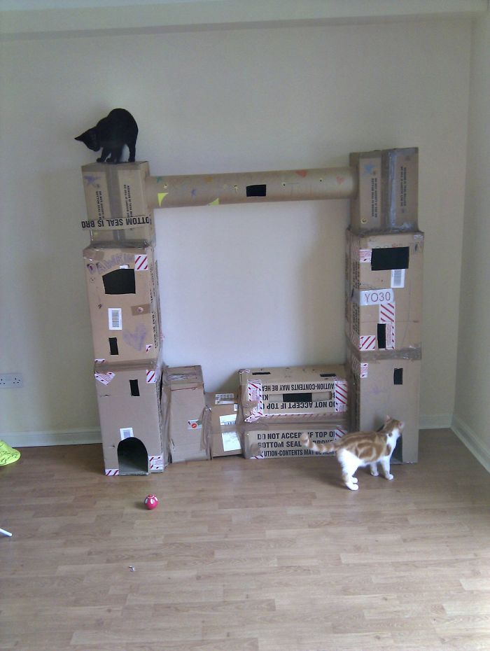 I Built A Cat Fort.