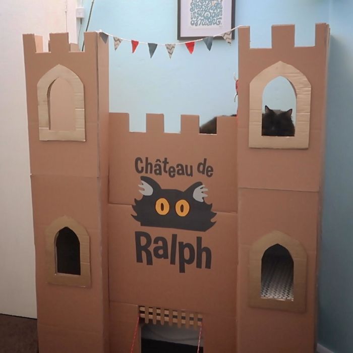 This Is Ralph Atop His 5-Storey Cat Fort I Built During Lockdown. He Was Naturally Suspicious At First, But Now He Loves It!