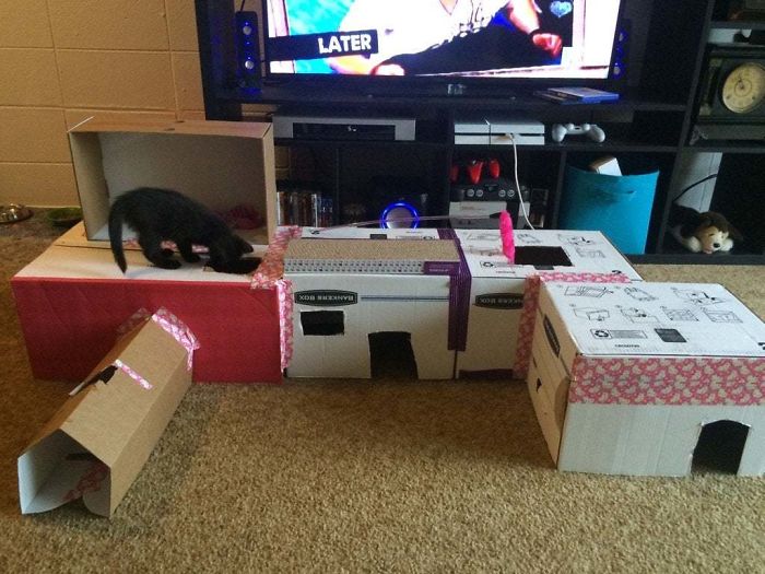 My Kitten Is A Dick. So I Made Her A Fort To Entertain Her.