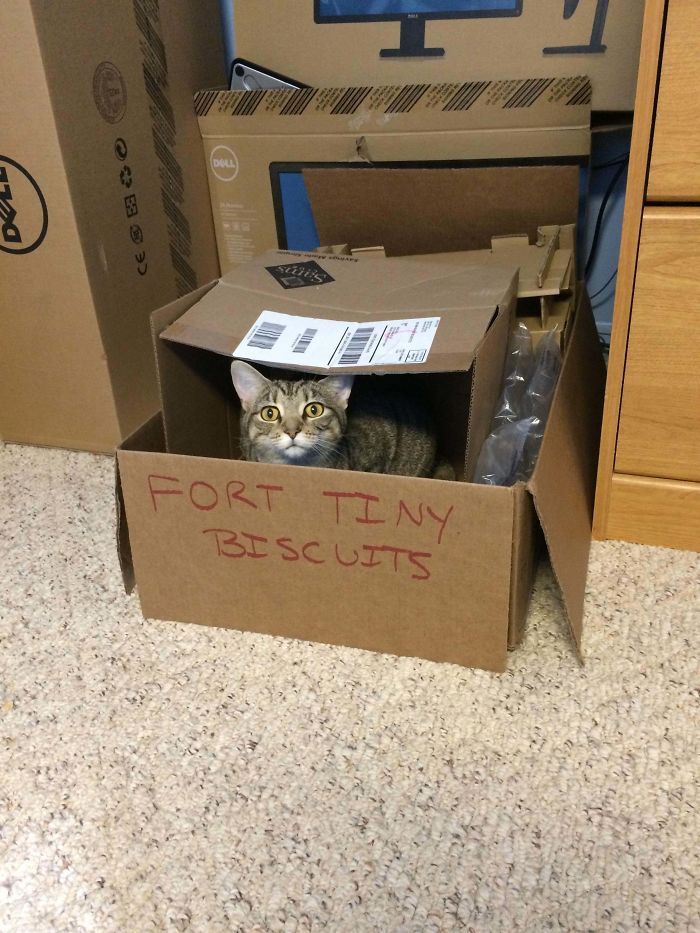 Fort Tiny Biscuits