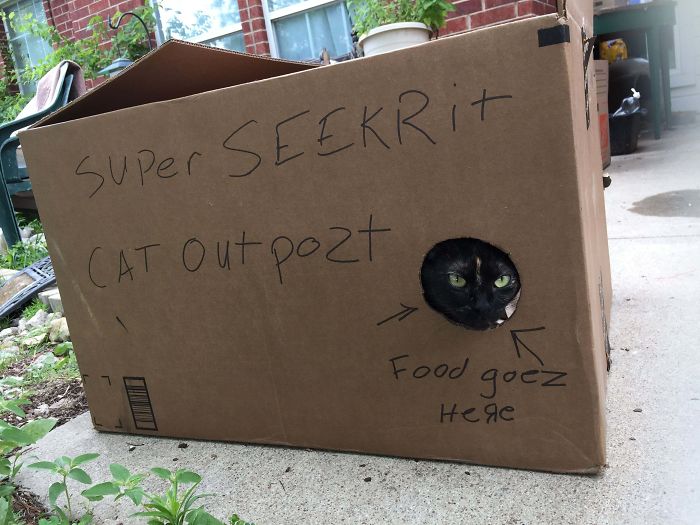 Secret Cat Fort