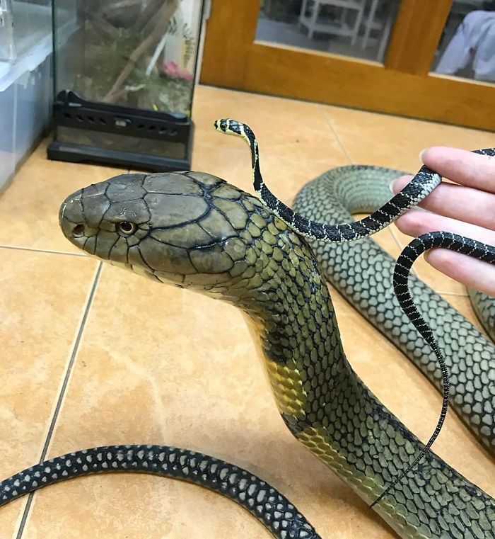 17-Year-Old Southern Thai King Cobra Next To A 3-Week-Old Southern Thai King Cobra