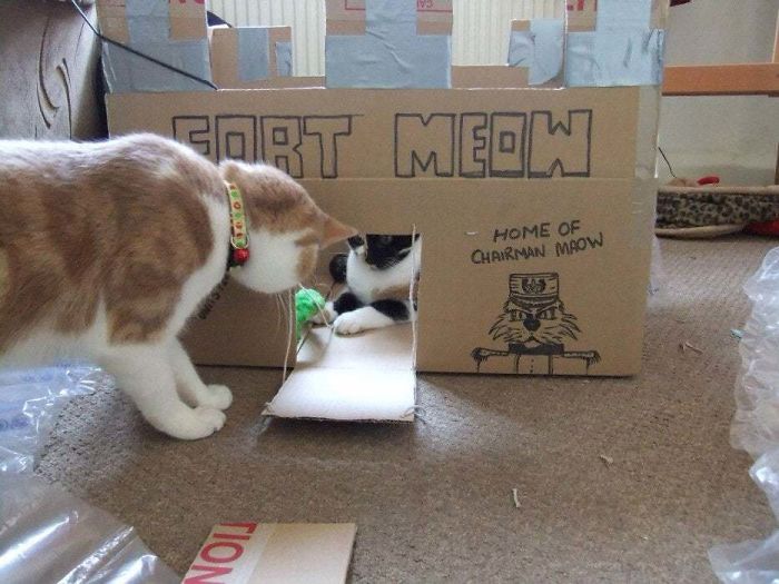 Fort Meow