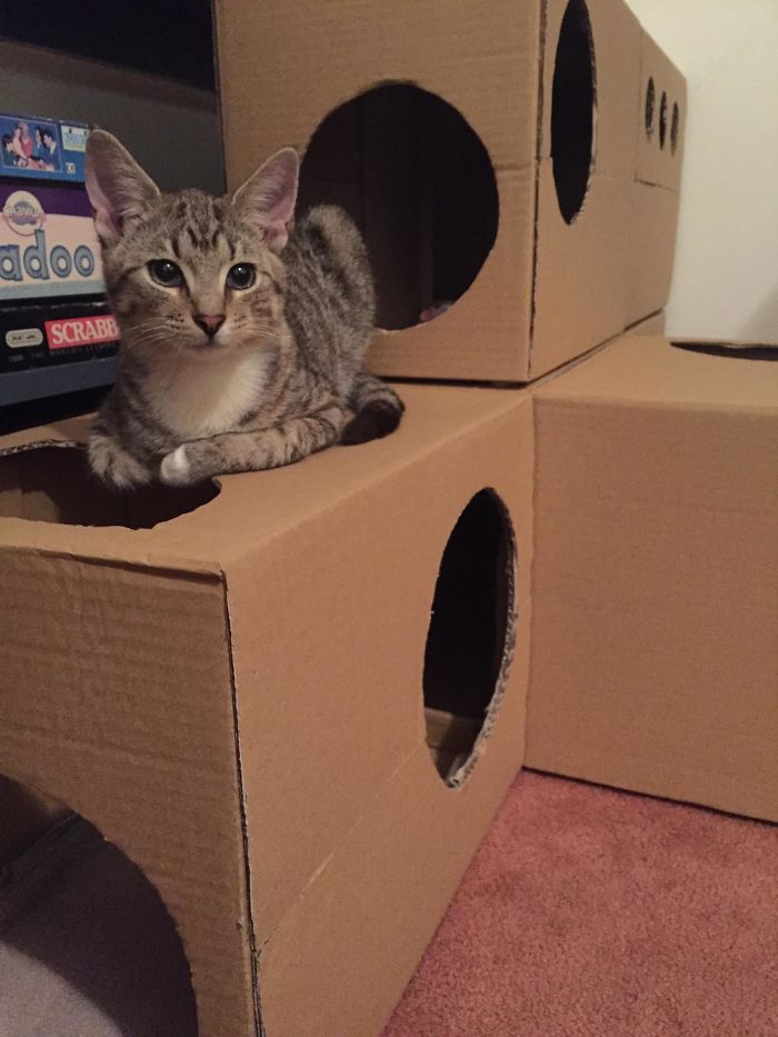 My BF Made Our Kittens A Box Fort And They Play In It All Day And Night. It Has Blankets And Toys Inside For Them.