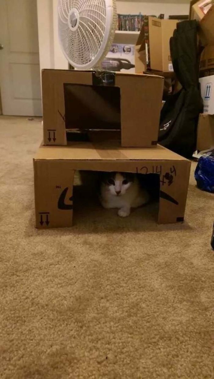 Made A Cat Fort Out Of A Few Of Our Xmas Amazon Boxes