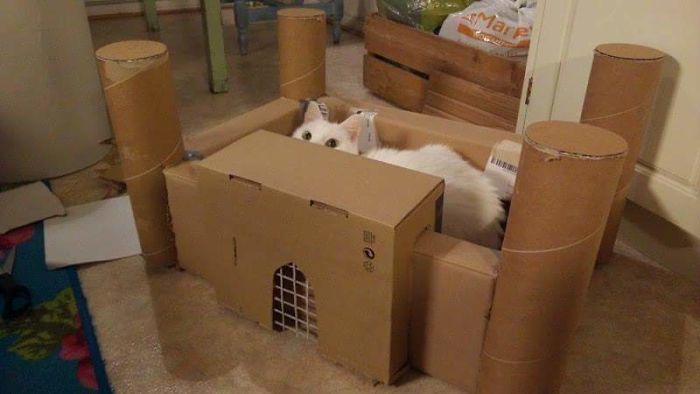 My Friend Built A Cat Fort.