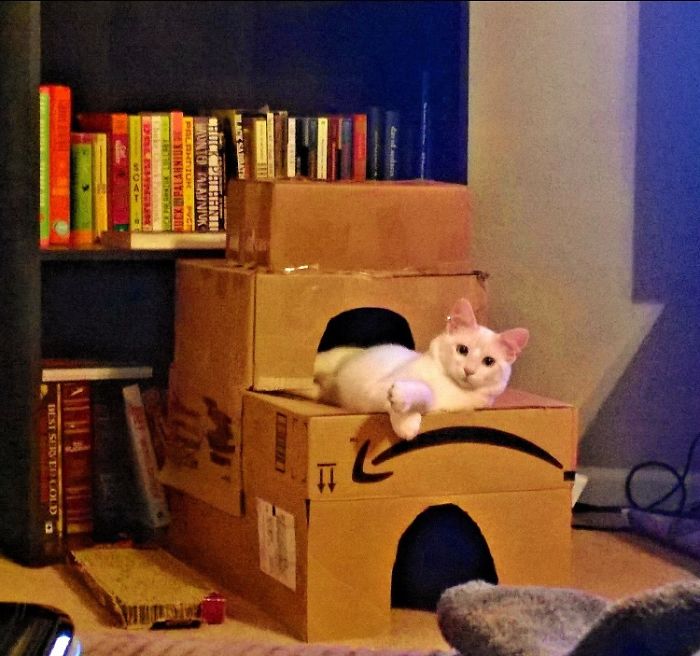 Built My Cat A Fort