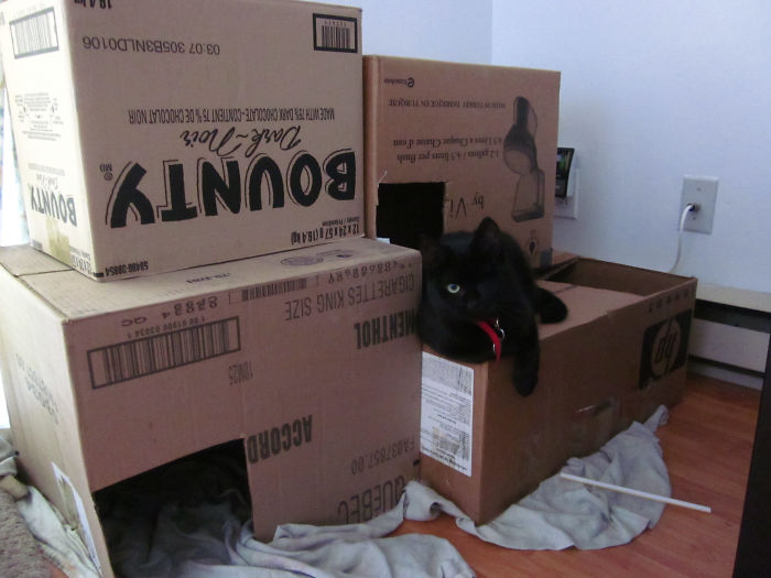 Fort Box: Hideout Of The Pirate-Cat