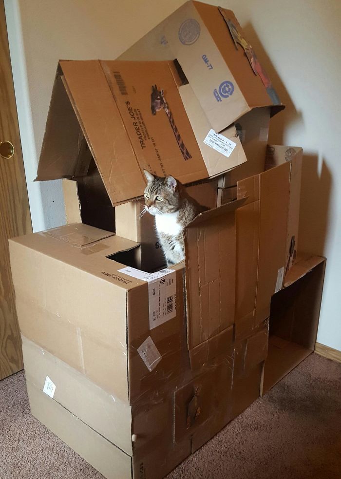Helped My Roommate Build His Cat A Cardboard Box Fort. I Think The Cats Happy With How It Turned Out