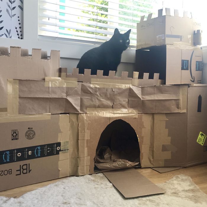 A Quarantine Castle For My Cats