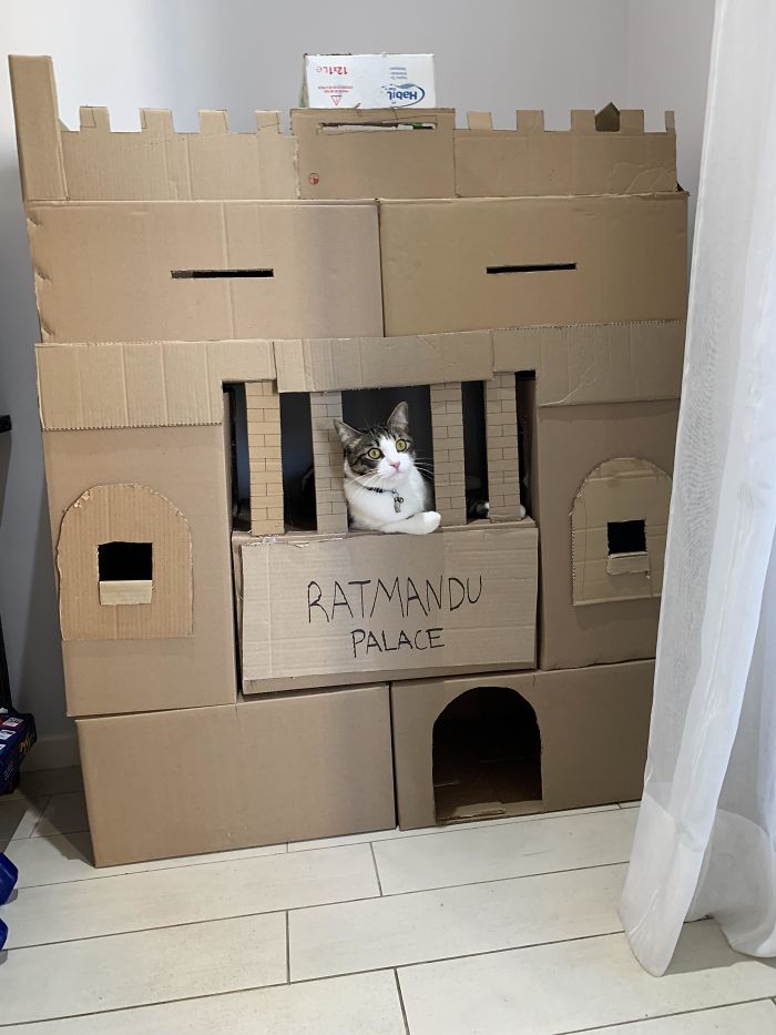 Clovis, Just Having A Saturday Hanging Out His Castle, As Cats Do