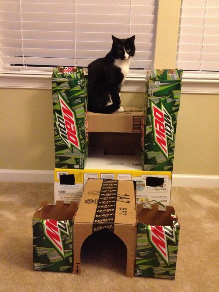 We Made Our Newly Adopted Cat Her Very Own Castle