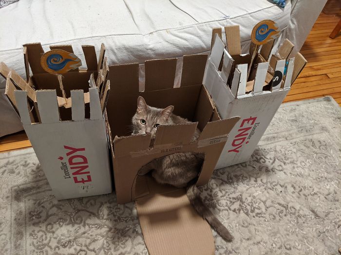Saw Someone Else Made A Tank For Their Cat. We Made Roger A Castle