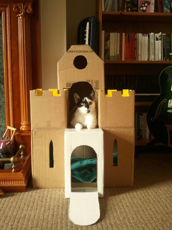 I See Your Box Palace And Raise You Kitten Castle