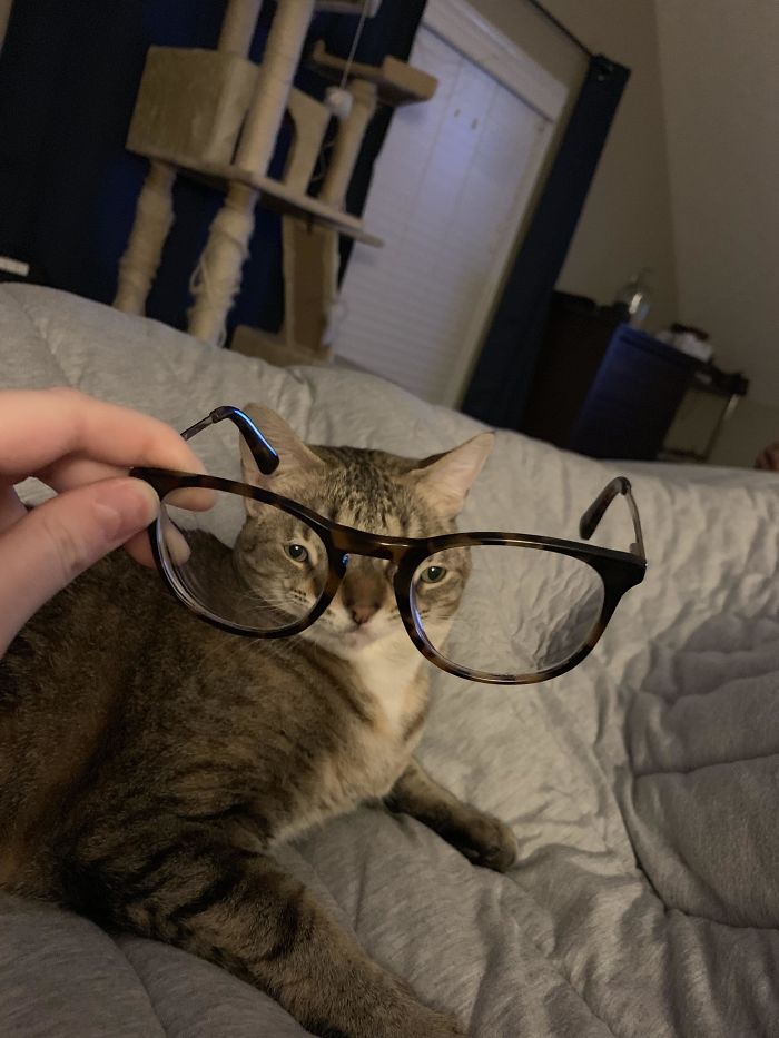 Pets-Animals-Behind-Glasses