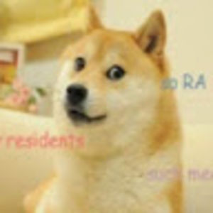 doggo_2 avatar