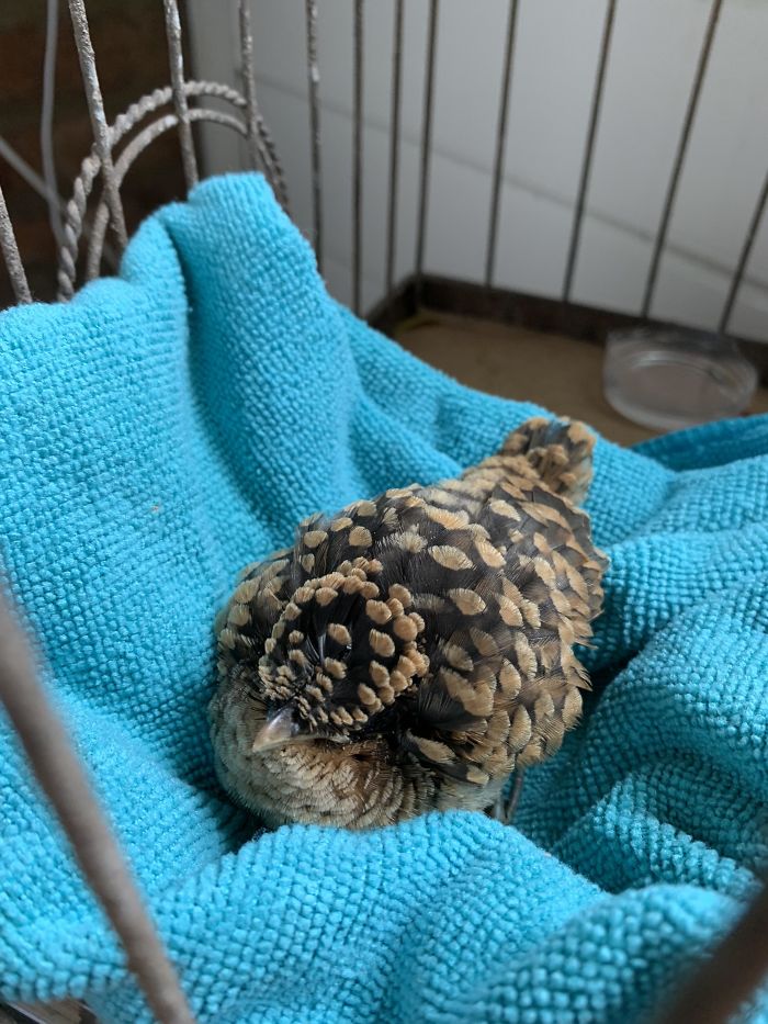 This Baby Bird Looks Like A Pinecone