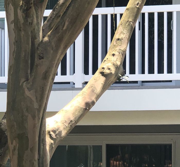 It Looks Like There's A Dog Trapped In This Tree