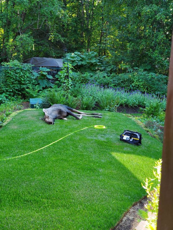 Moose Taking An Afternoon Nap In My Dad's Garden