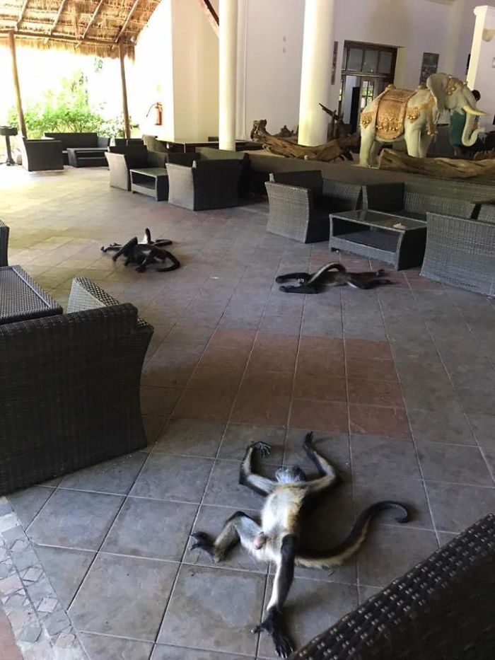 Went To Open The Hotel After 4 Months And The Monkeys Had Taken Over