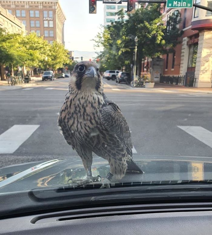 Sitting At A Red Light When A Peregrine Falcon Landed On The Hood Of My Car
