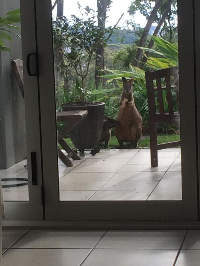 My Dad Leaves A Wheetbix Bar Out For A Wallaby Every Morning