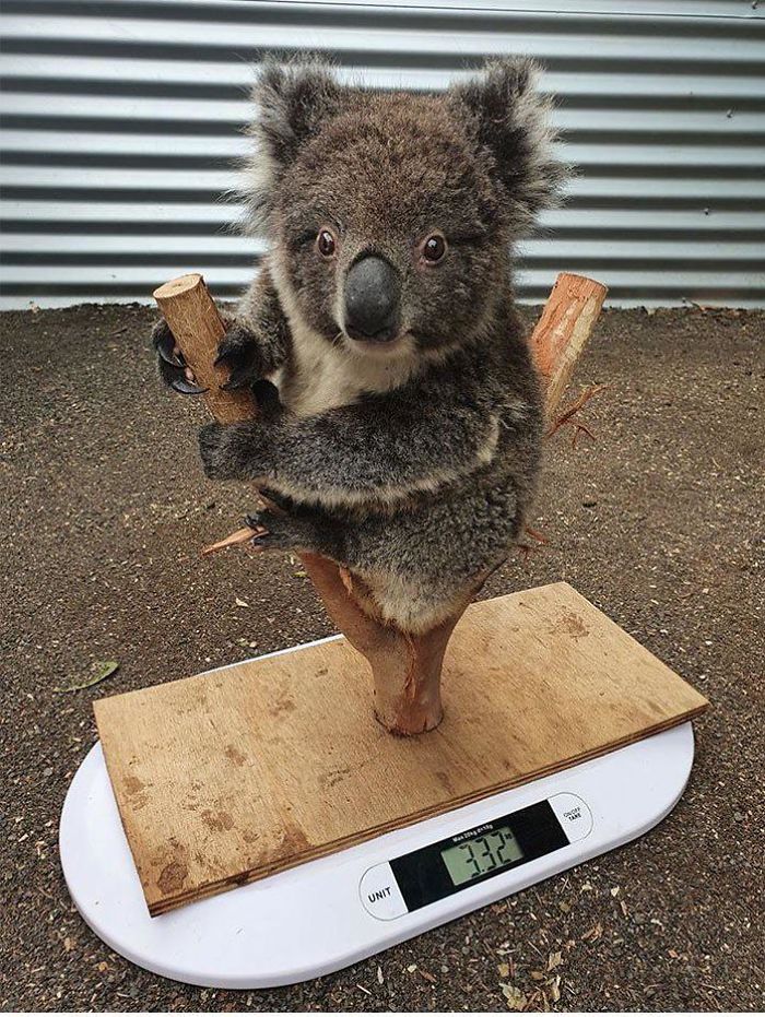 Typically This Is How You Weigh In Your Koala