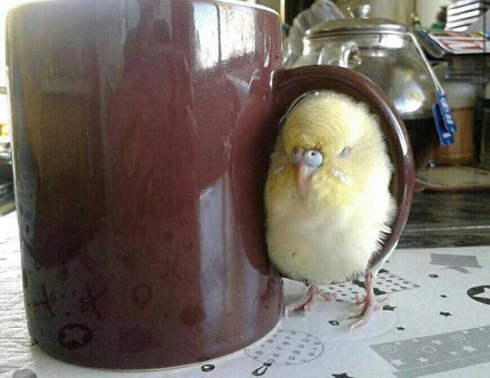 The Real Purpose Of Coffee Cup Handles: Birb Warmer